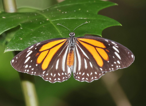 White Tiger Butterfly
