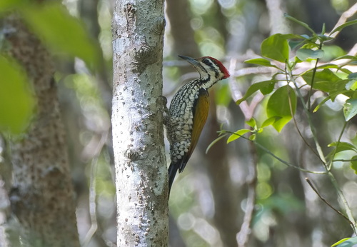 Common Flameback