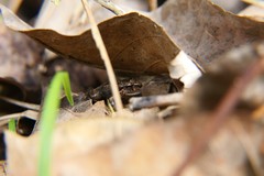 Eleutherodactylus wightmanae