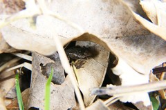 Eleutherodactylus wightmanae