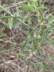 Indigofera subulata