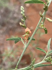 Indigofera subulata