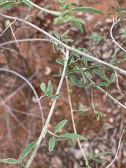 Indigofera subulata