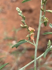 Indigofera subulata