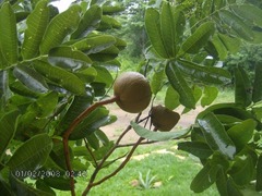 Magonia pubescens