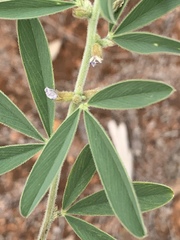 Ptycholobium contortum