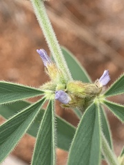 Ptycholobium contortum