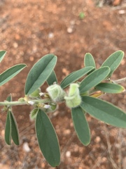 Ptycholobium contortum