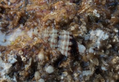 Microcolus dunkeri