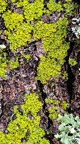 Gewöhnliche Leuchterflechte