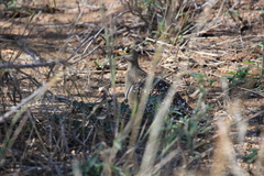 Pterocles bicinctus multicolor
