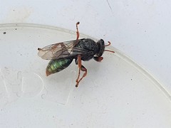 Sericophorus viridis