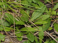 Mazus pumilio, photograph (c) Josh, some rights reserved (CC BY)