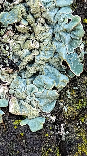 Furchen-Schüsselflechte