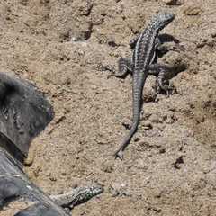 Microlophus quadrivittatus