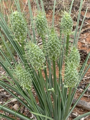 Albuca seineri