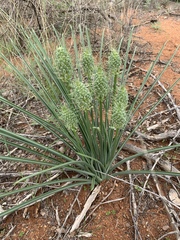 Albuca seineri