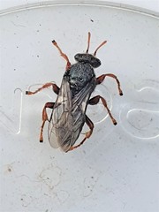 Sericophorus viridis