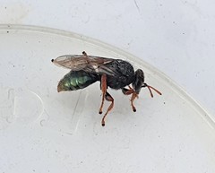 Sericophorus viridis