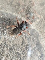 Sericophorus viridis