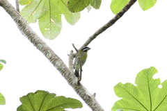 Spindalis portoricensis