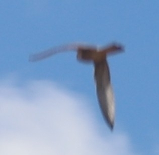 Eurasian Kestrel