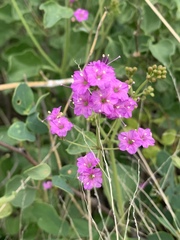 Commicarpus pentandrus