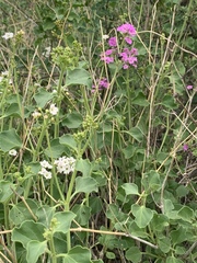 Commicarpus pentandrus