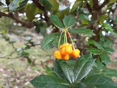 Berberis ilicifolia