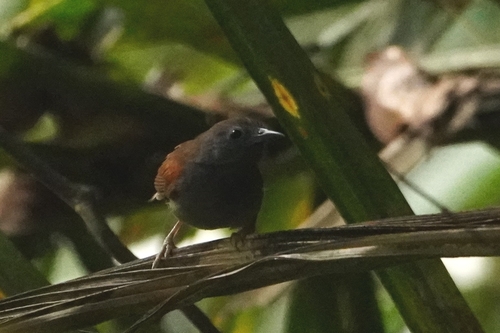Chestnut-winged Babbler (Cyanoderma erythropterum), photo 9