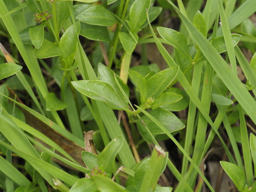 Broad-leaved stinkweed (Opercularia ovata)