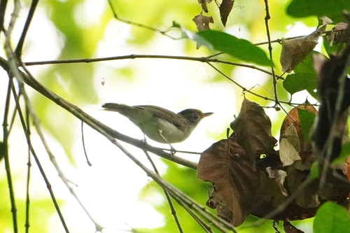 Scaly-crowned Babbler (Malacopteron cinereum), photo 7