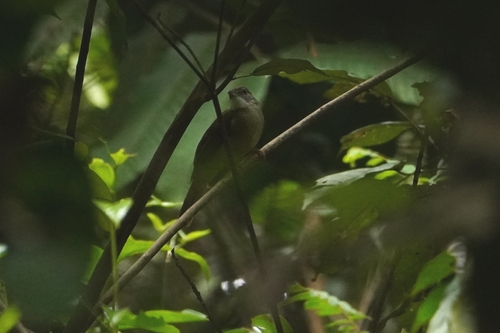 Grey-cheeked Bulbul (Alophoixus tephrogenys), photo 10