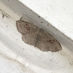 Somatina omicraria