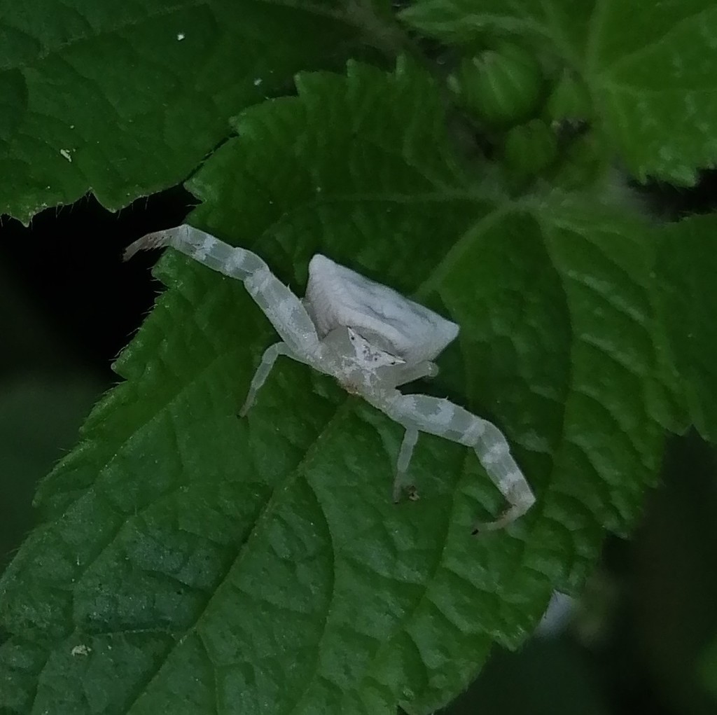 Thomisus leucaspis