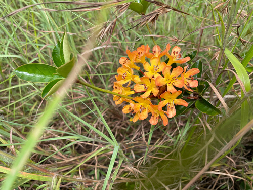 Rhododendron macgregoriae observed 2025-06-17
