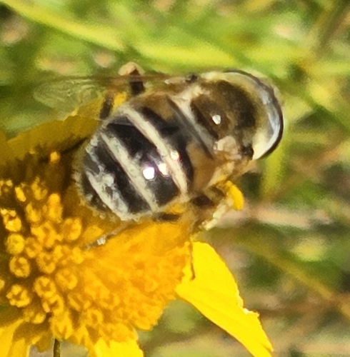 Unknown species found near Horton, KS 66439, USA