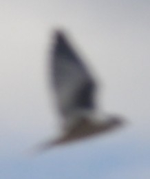 African Black-winged Kite