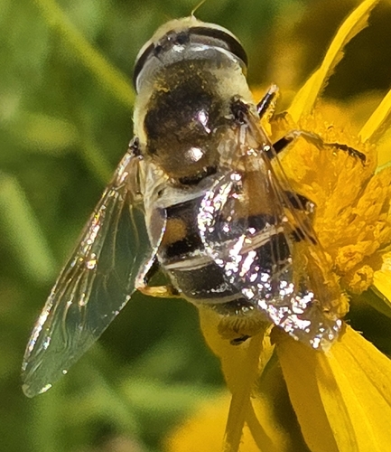 Unknown species found near Horton, KS 66439, USA