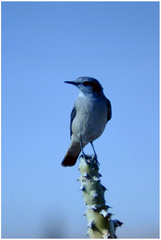 Oenanthe chrysopygia