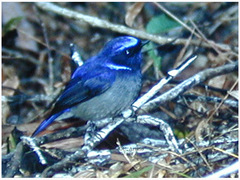 Niltava macgrigoriae