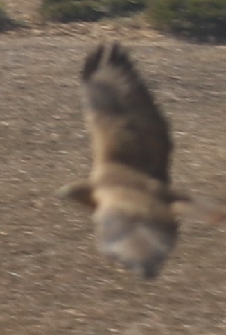 Atlas Long-legged Buzzard
