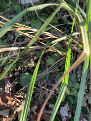 Paspalum floridanum