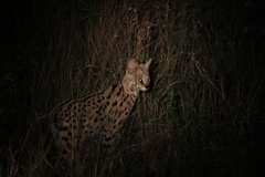 Leptailurus serval serval