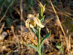 Goodenia albiflora