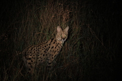 Leptailurus serval serval