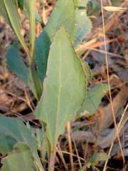 Goodenia albiflora