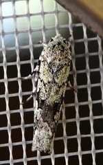 Ethioterpia lichenea