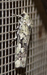 Ethioterpia lichenea