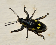 Polyclaeis longicornis